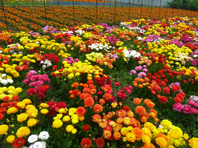 花毛茛：仙境，混色P1030188